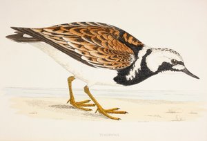 A Turnstone, from a 19th century print by English School
